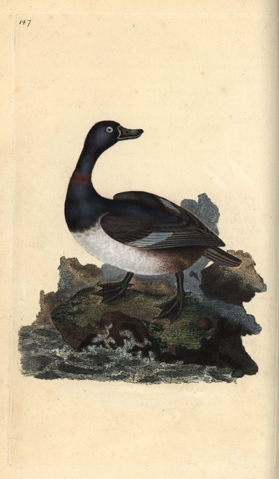 Ringhalset and, Aythya collaris. Håndfarget kobberplate tegnet og gravert av Edward Donovan fra hans egen "Natural History of British Birds," London av Edward Donovan