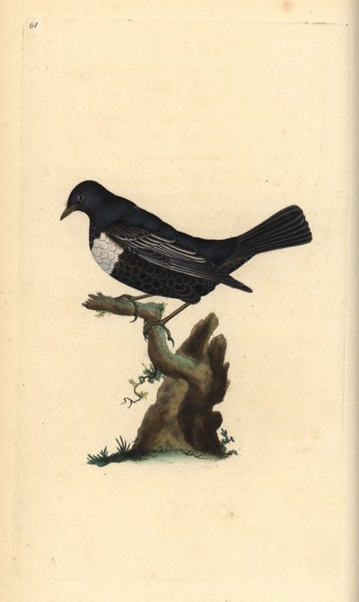 Ringouzel, Turdus torquatus. Håndfarget kobberplate tegnet og gravert av Edward Donovan fra hans egen "Natural History of British Birds," London av Edward Donovan