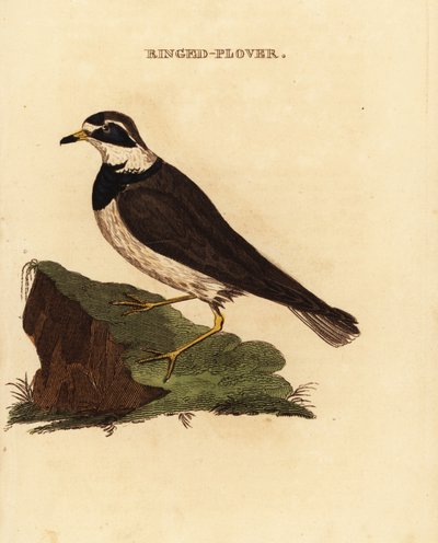 Ringhår, Charadrius hiaticula av Edward Donovan