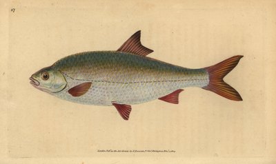 Mort, Rutilus rutilus (Cyprinus ritulus). Håndfarget kobberplate tegnet og gravert av Edward Donovan fra hans Natural History of British Fishes, Donovan og F.C. og J. Rivington, London av Edward Donovan