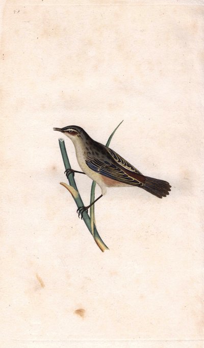 Rod phragmitte. Acrocephalus schoenobaenus (Motacilla salicaria). Kobberstikk av Edward Donovan (1768-1837), publisert i Natural History of British Birds, London av Edward Donovan