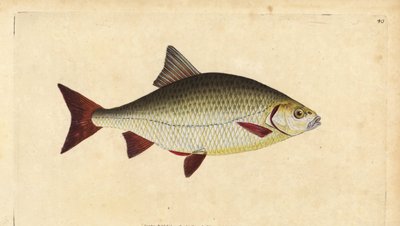Rudd, Scardinius erythrophthalmus (rødt øye, Cyprinus erythrophthalmus). Håndfarget kobberplate tegnet og gravert av Edward Donovan fra hans Natural History of British Fishes, Donovan og F.C. og J. Rivington, London av Edward Donovan