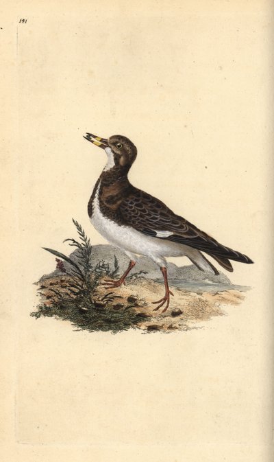 Røddrete stener, Arenaria tolker. Håndfarget kobberplate tegnet og gravert av Edward Donovan fra hans egen "Natural History of British Birds," London av Edward Donovan