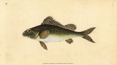 Ruffe, Gymnocephalus cernua (Perca cernua). Håndfarget kobberplate tegnet og gravert av Edward Donovan fra hans Natural History of British Fishes, Donovan og F.C. og J. Rivington, London av Edward Donovan