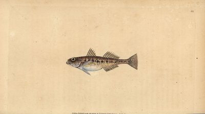 Sandkulling, Pomatoschistus minutus (Flekkkulling, Gobius minutus). Håndfarget kobberplate tegnet og gravert av Edward Donovan fra hans Natural History of British Fishes, Donovan og F.C. og J. Rivington, London av Edward Donovan