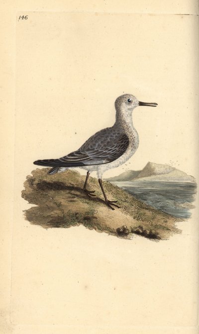Sanderling, Calidris alba. Håndfarget kobberplate tegnet og gravert av Edward Donovan fra hans egen "Natural History of British Birds," London av Edward Donovan