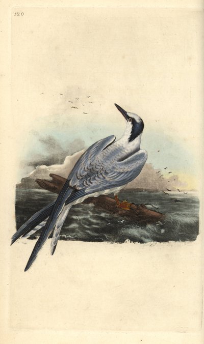 Sandwichterne, Thalasseus sandvicensis. Håndfarget kobberplate tegnet og gravert av Edward Donovan fra hans egen "Natural History of British Birds," London av Edward Donovan