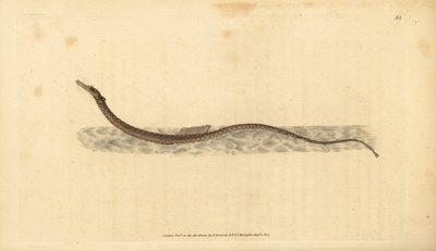 Sargassum pipefish eller pelagisk pipefish. Håndfarget kobberplate tegnet og gravert av Edward Donovan fra hans Natural History of British Fishes, Donovan og F.C. og J. Rivington, London av Edward Donovan