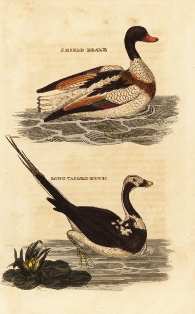 Shelduck, Tadorna tadorna og langhaleand, Clangula hyemalis av Edward Donovan