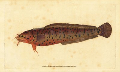 Strandstein, Gaidropsarus mediterraneus (Treskjegget torsk eller stein, Gadus tricirratus). Håndfarget kobberplate tegnet og gravert av Edward Donovan fra hans Natural History of British Fishes, Donovan og F.C. og J. Rivington, London av Edward Donovan