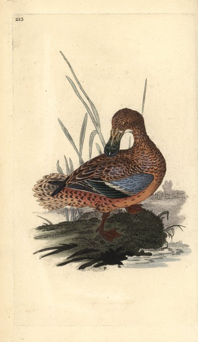 Shoveler and (hunn), Anas clypeata. Håndfarget kobberplate tegnet og gravert av Edward Donovan fra hans egen "Natural History of British Birds," London av Edward Donovan
