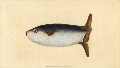 Slank solfisk, Ranzania laevis (avkortet solfisk, Tetrodon truncatus). Håndfarget kobberplate tegnet og gravert av Edward Donovan fra hans Natural History of British Fishes, Donovan og F.C. og J. Rivington, London av Edward Donovan