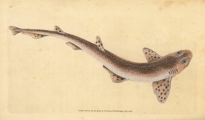 Liten flekkhai, Scyliorhinus canicula (Småflekkhai, Squalus catulus). Håndfarget kobberplate tegnet og gravert av Edward Donovan fra hans Natural History of British Fishes, Donovan og F.C. og J. Rivington, London av Edward Donovan