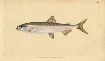 Smelt, Osmerus eperlanus (Salmo eperlanus). Håndfarget kobberplate tegnet og gravert av Edward Donovan fra hans Natural History of British Fishes, Donovan og F.C. og J. Rivington, London av Edward Donovan