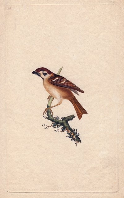 Spurv. Pass montanus. Kobberstikk av Edward Donovan (1768-1837), publisert i Natural History of British Birds, London av Edward Donovan