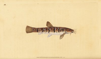 Steinløk, Barbatula barbatula (Bearded loche, Cobitis barbatula). Håndfarget kobberplate tegnet og gravert av Edward Donovan fra hans Natural History of British Fishes, Donovan og F.C. og J. Rivington, London av Edward Donovan