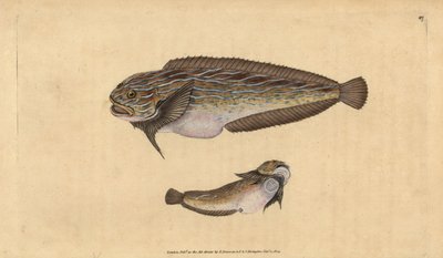 Stripet sjønegl, Liparis liparis liparis (Sløvende klumpsuger, Cyclopterus liparis). Håndfarget kobberplate tegnet og gravert av Edward Donovan fra hans Natural History of British Fishes, Donovan og F.C. og J. Rivington, London av Edward Donovan