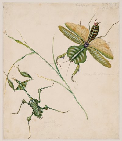 Studier av virvelløse dyr, bind II av Edward Donovan