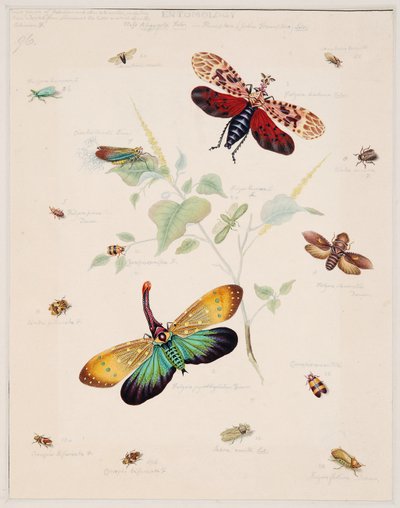 Studier av virvelløse dyr, bind II av Edward Donovan