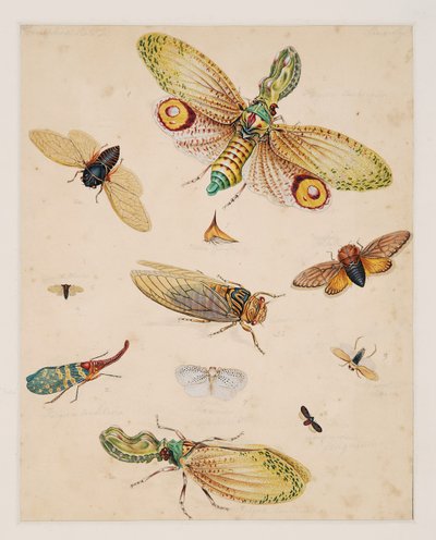 Studier av virvelløse dyr, bind II av Edward Donovan