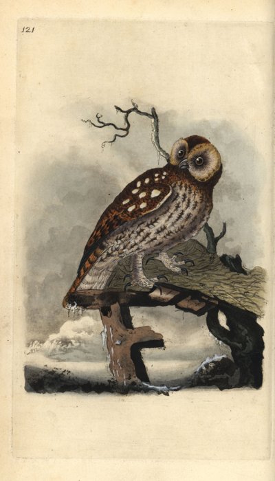 Solugle, Strix aluco. Håndfarget kobberplate tegnet og gravert av Edward Donovan fra hans egen "Natural History of British Birds," London av Edward Donovan