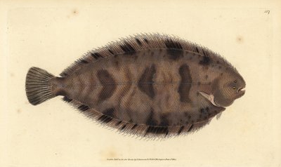 Tykkryggsåle, Microchirus variegatus (Variegated såle, Pleuronectes variegatus). Håndfarget kobberplate tegnet og gravert av Edward Donovan fra hans Natural History of British Fishes, Donovan og F.C. og J. Rivington, London av Edward Donovan
