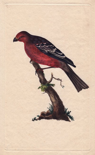 Trær. Pinicola-enucleator (Loxia-enucleator). Kobberstikk av Edward Donovan (1768-1837), publisert i Natural History of British Birds, London av Edward Donovan