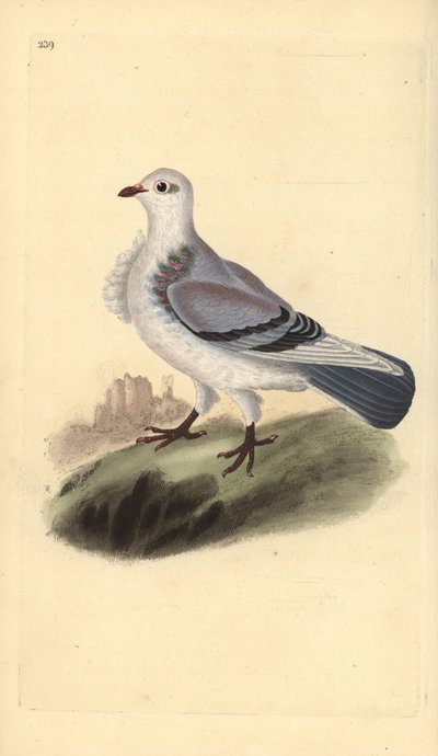 Turbitdue, Columba livia domestica var. turbita. Håndfarget kobberplate tegnet og gravert av Edward Donovan fra hans egen "Natural History of British Birds," London av Edward Donovan