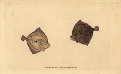 Piggvar, Scophthalmus maximus (Cyclops flyndre, Pleuronectes cyclops). Håndfarget kobberplate tegnet og gravert av Edward Donovan fra hans Natural History of British Fishes, Donovan og F.C. og J. Rivington, London av Edward Donovan