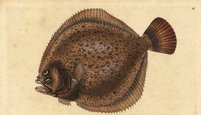 Piggvar, Scophthalmus maximus (Pleuronectes maximus). Håndfarget kobberplate tegnet og gravert av Edward Donovan fra hans Natural History of British Fishes, Donovan og F.C. og J. Rivington, London av Edward Donovan