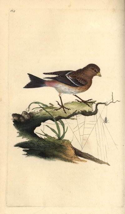 Twite, Carduelis flavirostris. Håndfarget kobberplate tegnet og gravert av Edward Donovan fra hans egen "Natural History of British Birds," London av Edward Donovan