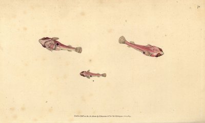 Toflekket klinfisk, Diplecogaster bimaculata bimaculata (Bimaculated sucker, Cyclopterus bimaculatus). Håndfarget kobberplate tegnet og gravert av Edward Donovan fra hans Natural History of British Fishes, Donovan og F.C. og J. Rivington, London av Edward Donovan