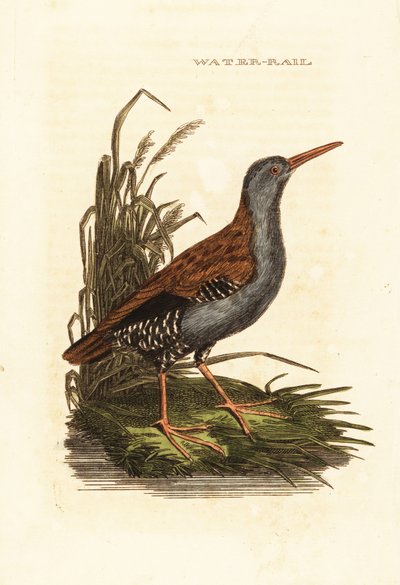 Vannskinne, Rallus aquaticus av Edward Donovan
