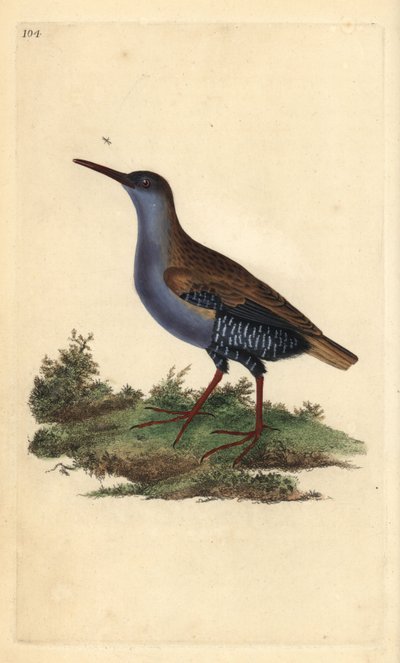 Vannskinne, Rallus aquaticus. Håndfarget kobberplate tegnet og gravert av Edward Donovan fra hans egen "Natural History of British Birds," London av Edward Donovan
