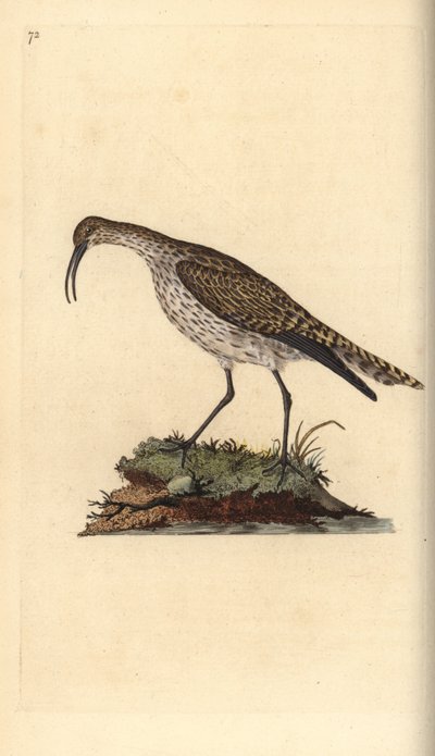 Whimbrel, Numenius phaeopus. Håndfarget kobberplate tegnet og gravert av Edward Donovan fra hans egen "Natural History of British Birds," London av Edward Donovan