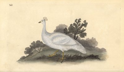 Hvittoppet ertefugl (hunn), Pavo cristatus. Håndfarget kobberplate tegnet og gravert av Edward Donovan fra hans egen "Natural History of British Birds," London av Edward Donovan