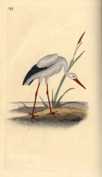 Hvit stork, Ciconia ciconia. Håndfarget kobberplate tegnet og gravert av Edward Donovan fra hans egen "Natural History of British Birds," London av Edward Donovan
