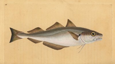 Hvitting, Merlangius merlangus (Gadus merlangus). Håndfarget kobberplate tegnet og gravert av Edward Donovan fra hans Natural History of British Fishes, Donovan og F.C. og J. Rivington, London av Edward Donovan