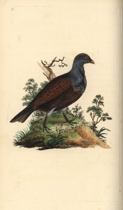 Skorrype, Tetrao urogallus. Håndfarget kobberplate tegnet og gravert av Edward Donovan fra hans egen "Natural History of British Birds," London av Edward Donovan