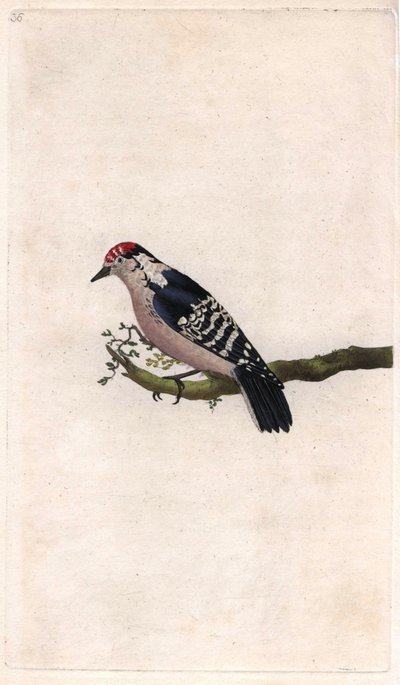 Hakkespett. Dendrocopos minor (Picus minor). Kobberstikk av Edward Donovan (1768-1837), publisert i Natural History of British Birds, London av Edward Donovan