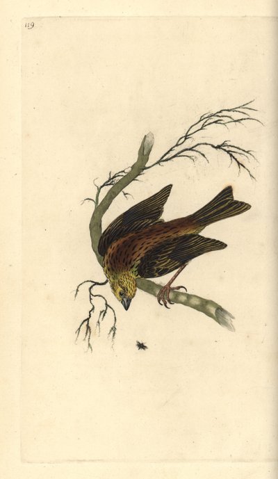 Gulhammer, Emberiza citrinella. Håndfarget kobberplate tegnet og gravert av Edward Donovan fra hans egen "Natural History of British Birds," London av Edward Donovan