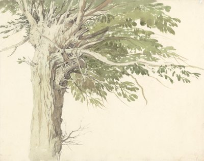 Studie av et pollardet tre - en pil av Edward Duncan
