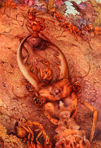 Myrløven, 1914. SLETT - kunstner med opphavsrett av Edward Julius Detmold