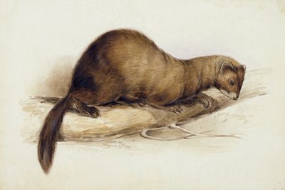 En Weasel av Edward Lear