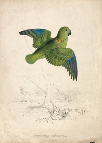 Halsbåndpapegøye (plate 40) av Edward Lear