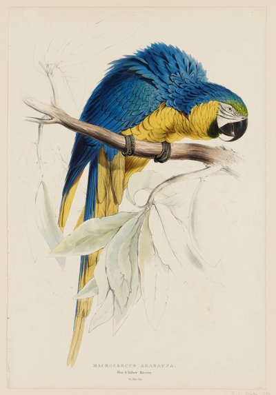 Macrocercus ararauna.  Blå og gul ara. av Edward Lear