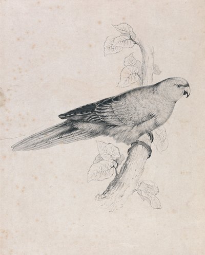  av Edward Lear