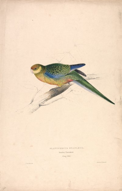 Platycercus Stanley II / Stanley-papegøye (ung hann) (Tavle 24) av Edward Lear