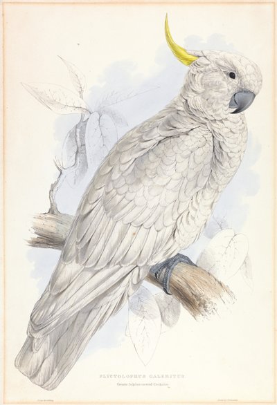  av Edward Lear