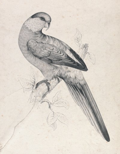  av Edward Lear